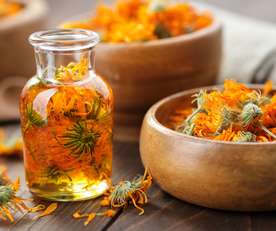 Where to Start With a Home Apothecary: Three Herbs That Belong in Every House - Bodhi and Fae